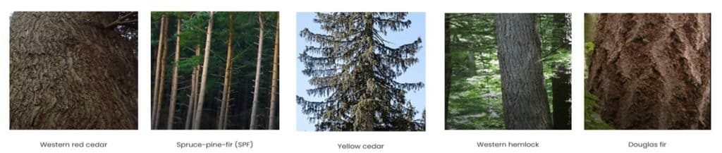 Follow the story of B.C. Canada Wood species – A Leader in Sustainable ...